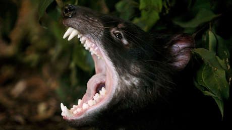 An adult pattern of Tasmanian devil 