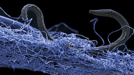 A nematode (Poikilolaimus sp.), Which lives 1.4 km deep in the soil.