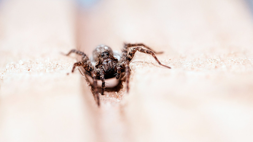 "¡¿Por qué no mueres?!": Trata de matar a una araña y provoca un operativo policial
