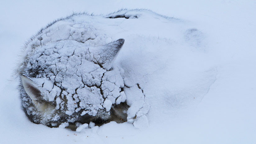 FOTOS: Pato abriga con sus alas a un cachorro que estaba a punto de morir congelado
