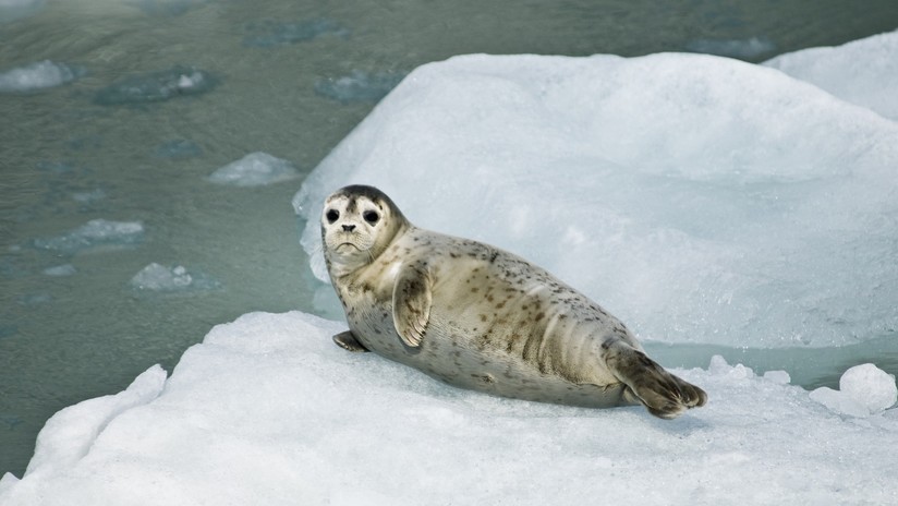 Focas invaden una ciudad de Canadá (y las leyes prohíben tocarlas)