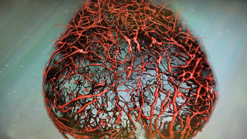 Cultivan por primera vez vasos sanguíneos humanos y los implantan en organismos vivos 
