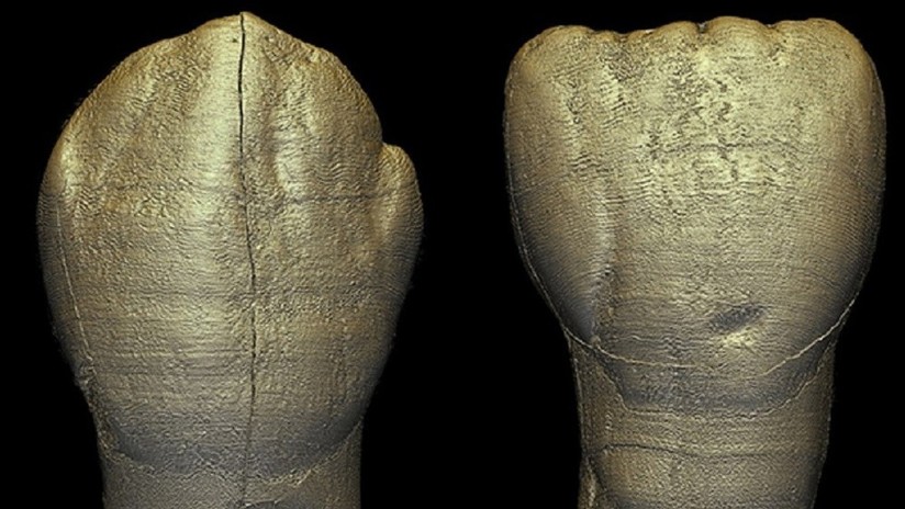 Encuentran sorprendentes similitudes con los humanos modernos en los dientes de un niño homínido