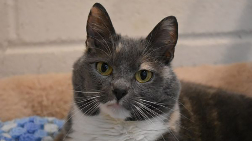 FOTOS: Abandonan por cuarta vez a una de las gatas más gordas del Reino Unido
