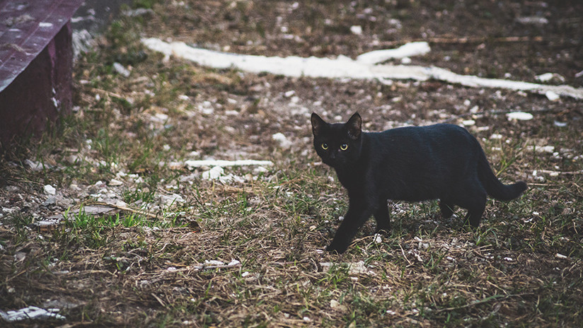 VIDEO: Una gata negra da un susto de muerte a dos zorros árticos en un zoo ruso