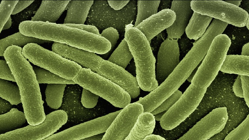 EE.UU.: Arrestan a un migrante portador de una letal bacteria carnívora