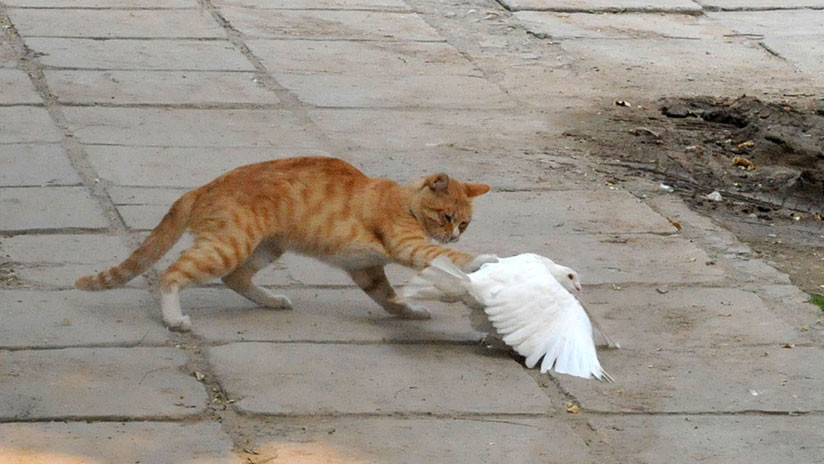 VIDEO: Se viraliza la amistosa pelea entre una paloma y un gato