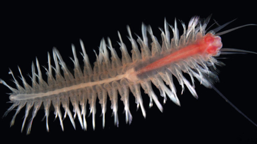 Encuentran en el Caribe una nueva y rara especie de crustáceo que parece un ciempiés nadador