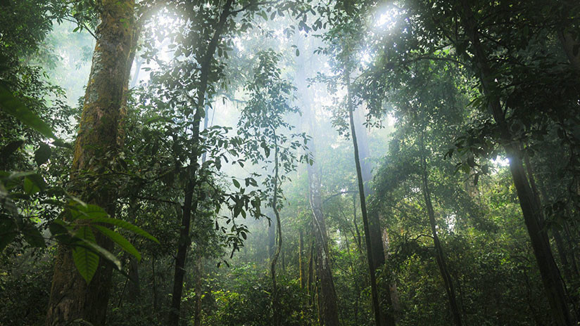 VIDEO: Cámara oculta capta la 'diversidad de la vida' en un simple tronco caído en un bosque francés