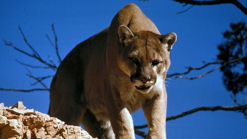 "Es loco pero cierto": Un estadounidense derriba y sofoca hasta matarlo a un puma que lo atacó
