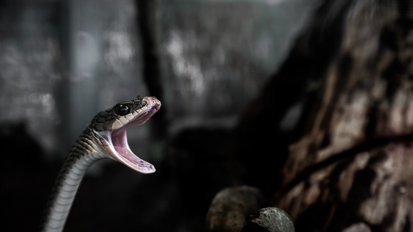 VIDEO: Un hombre arriesga su vida para salvar a una serpiente venenosa