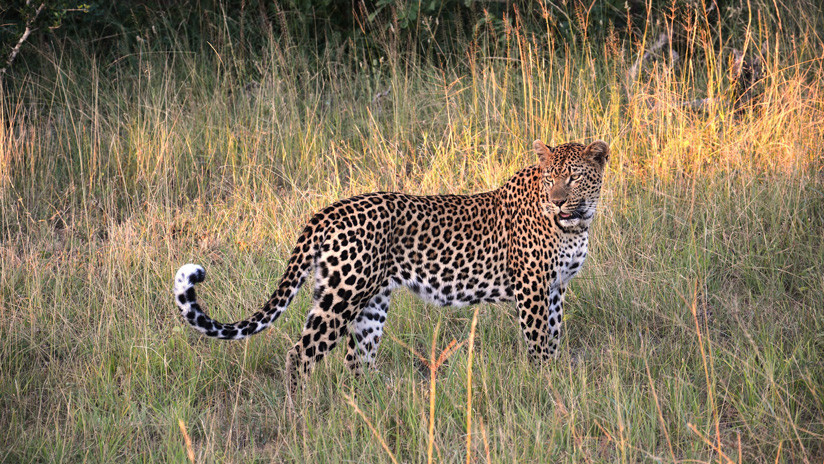 VIDEO: Un impala recién nacido casi 'convence' a un leopardo de que es su cría