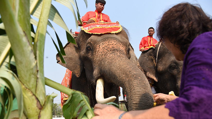 'Le tocaron las narices': Una joven se abraza a la trompa de un elefante y se desata el caos (VIDEO)