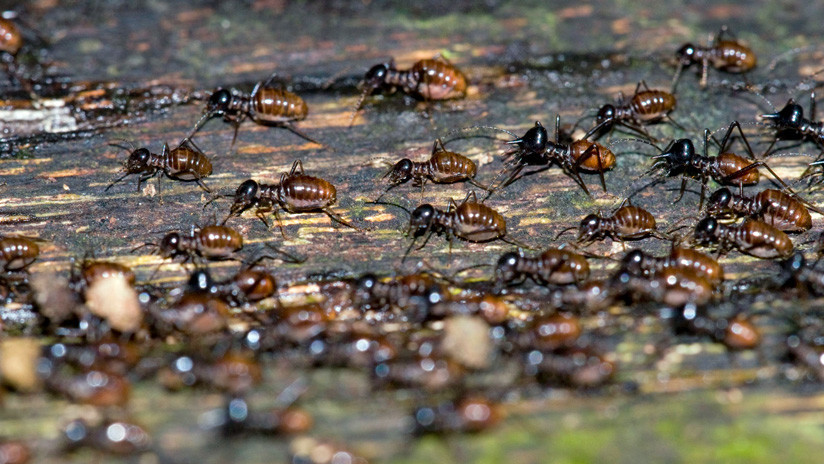 El colapso natural por venir: Los insectos estÃ¡n en peligro de extinciÃ³n