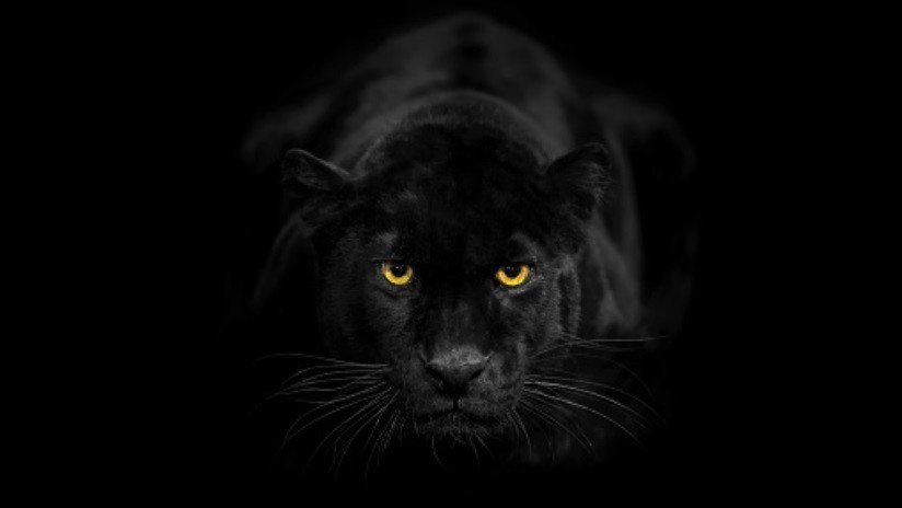 Fotografían a leopardo negro, el primero en 100 años Fotografían a leopardo negro, el primero en 100 años
