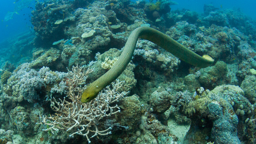 Un 'sensor' en la cola ayuda a algunas serpientes marinas a evitar a los depredadores