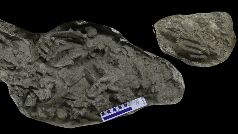 VIDEO: Muestran un esqueleto de cocodrilo que hace 70 millones de años habitó la Patagonia