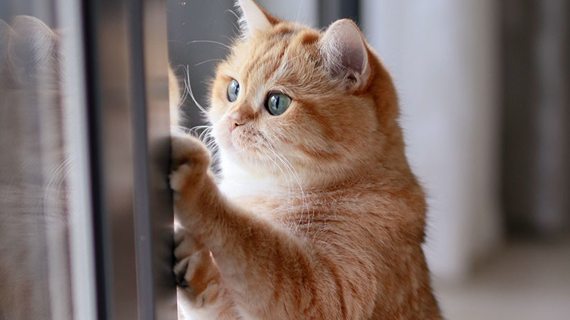 Cámara oculta: Se viraliza la hábil maniobra de un gato para escapar de un baño