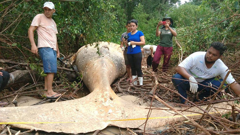 VÃDEO: Eles encontram uma baleia na selva brasileira longe de seu habitat natural