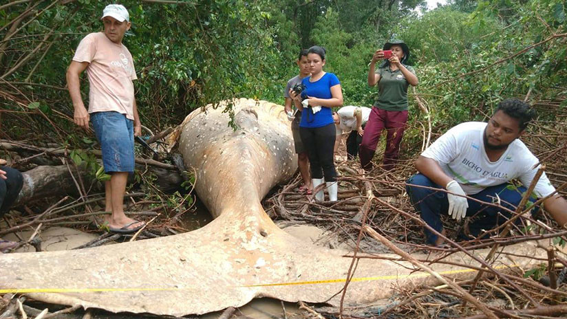 VIDEO: Encuentran una ballena en la selva brasileña lejos de su hábitat natural