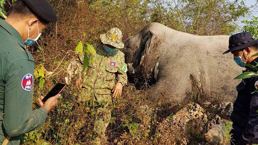 Cazadores furtivos matan a un elefante en una reserva natural de Camboya para arrancarle los colmillos y la cola
