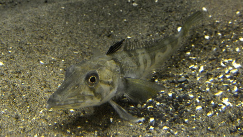 Anticongelante en las venas: descubren cómo algunos peces sobreviven en Antártida