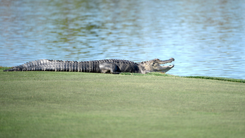 FOTO: Caimán irrumpe en un torneo de golf en Florida y roba una bola