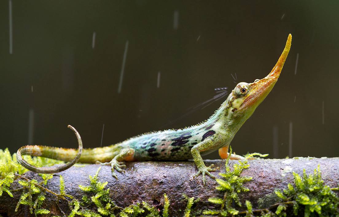 El Top 10 De Reptiles Y Anfibios Mas Extranos De Ecuador Fotos