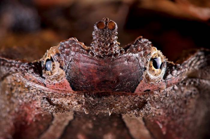 El Top 10 De Reptiles Y Anfibios Mas Extranos De Ecuador Fotos