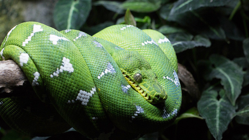 Descubren que las especies exóticas son la "principal causa" de las extinciones globales