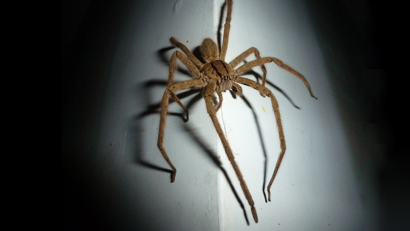 VIDEO: Una araña gigante se mete en un coche sin que el conductor se percate