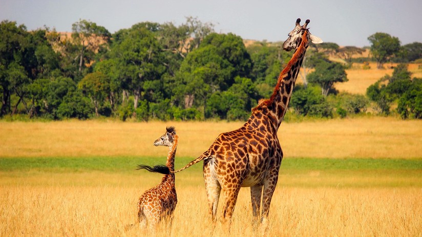 VIDEO: La jirafa Abril dará a luz a su quinta cría y lo transmiten en vivo