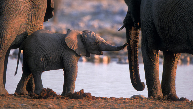 VIDEO: Filman una cría de elefante rosa en Sudáfrica
