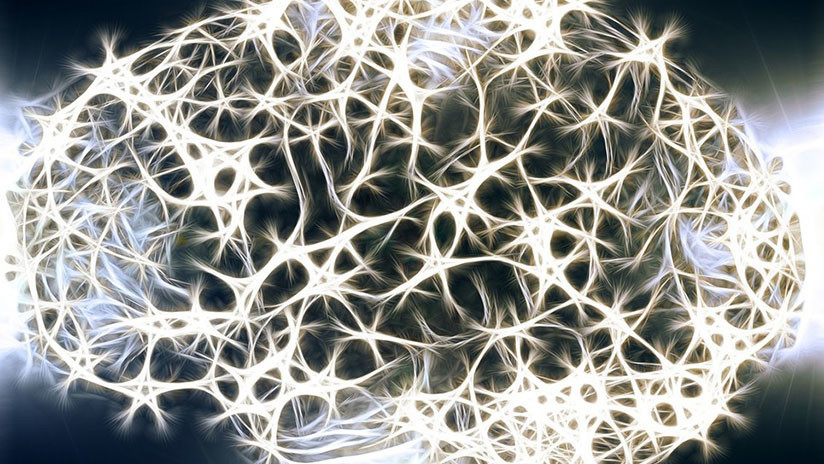 Científicos cultivan un 'mini cerebro' humano capaz de enviar impulsos para contraer músculos