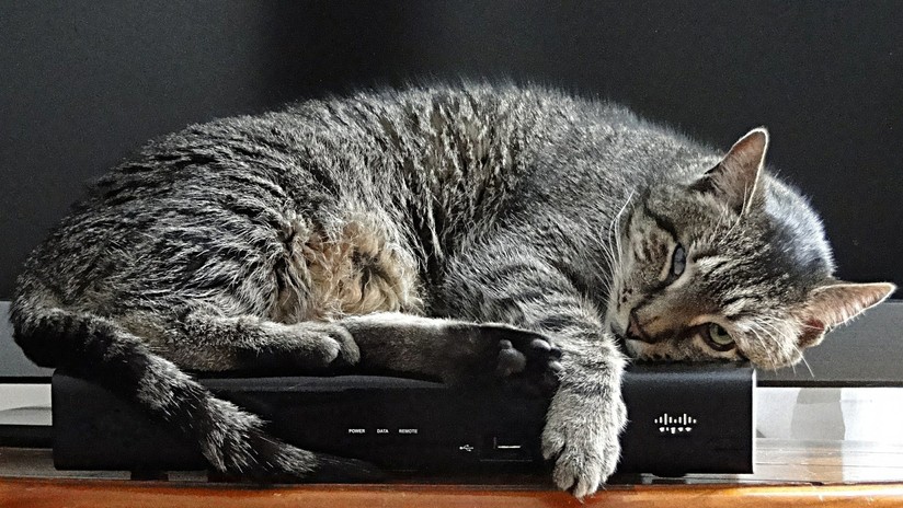 Decía que el gato quería matarlo y no estaba errado: con una bacteria le provocó esquizofrenia y pensamientos suicidas