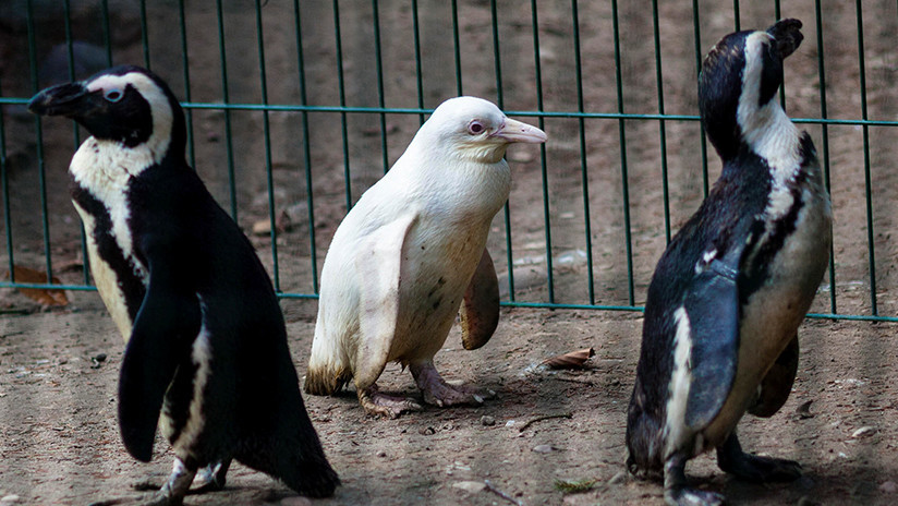 pingüino albino 