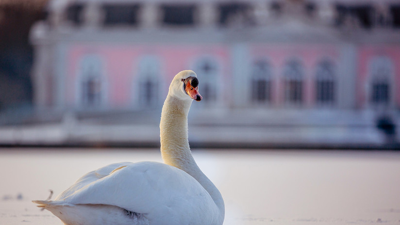 VIDEO: Policías devuelven a un cisne a su hogar armados con escudos antidisturbios y pan