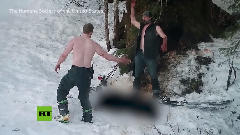 Padre e hijo matan a sangre fría a una osa y a sus crías en Alaska