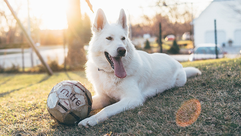 Perros pueden portar un nuevo virus potencialmente mortal para los humanos