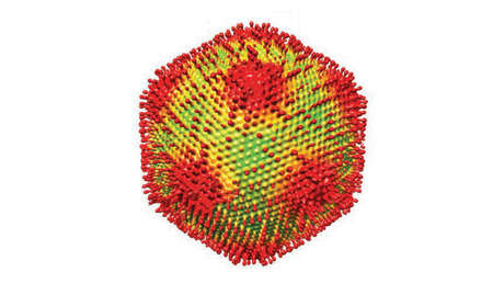 Representación gráfica del Medusavirus.