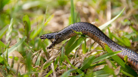 Imagen ilustrativa / Serpiente negra de vientre rojo.