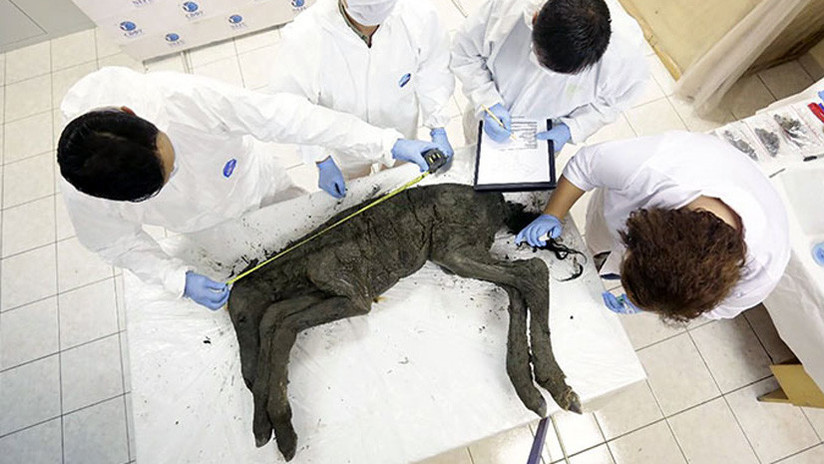 A punto de ser clonada una especie de caballo siberiana extinta hace más de 42.000 años