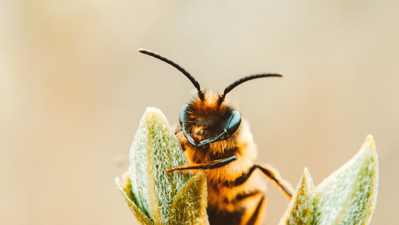 Acude al médico por un ojo hinchado y le descubren cuatro abejas alimentándose de sus lágrimas