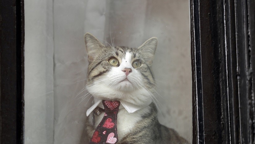 VIDEO: WikiLeaks distribuye imágenes del gato de Julian Assange mirando la detención de su dueño