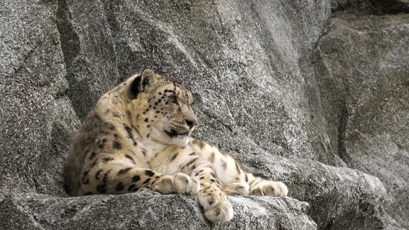 Captan una imagen que muestra todo "el arte del camuflaje" de un leopardo de las nieves (Foto)
