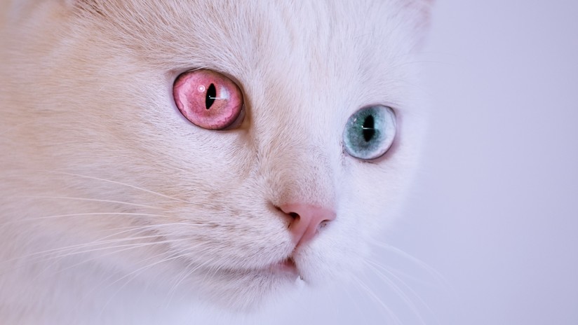 Resultado de imagen para Un gato perturbado por tener que ir al veterinario empieza a hablar 'en japonés'