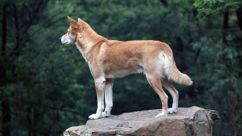 Australia: Un heroico padre salva a su hijo de 14 meses de las mandíbulas de un dingo
