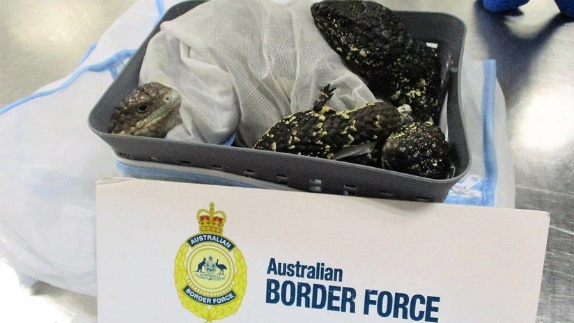 FOTOS: Detienen a una japonesa en un aeropuerto por tratar de contrabandear 19 lagartijas en su maleta