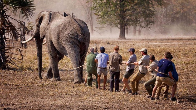 FOTO: Acusan al prÃ­ncipe Enrique de recortar una foto para ocultar una pata atada de un elefante