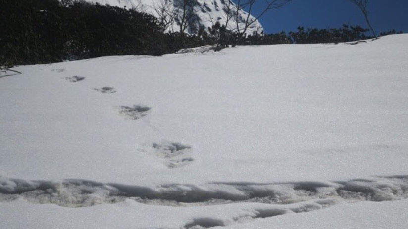 FOTOS: El Ejército indio muestra 'huellas del yeti' en el Himalaya y los internautas se burlan